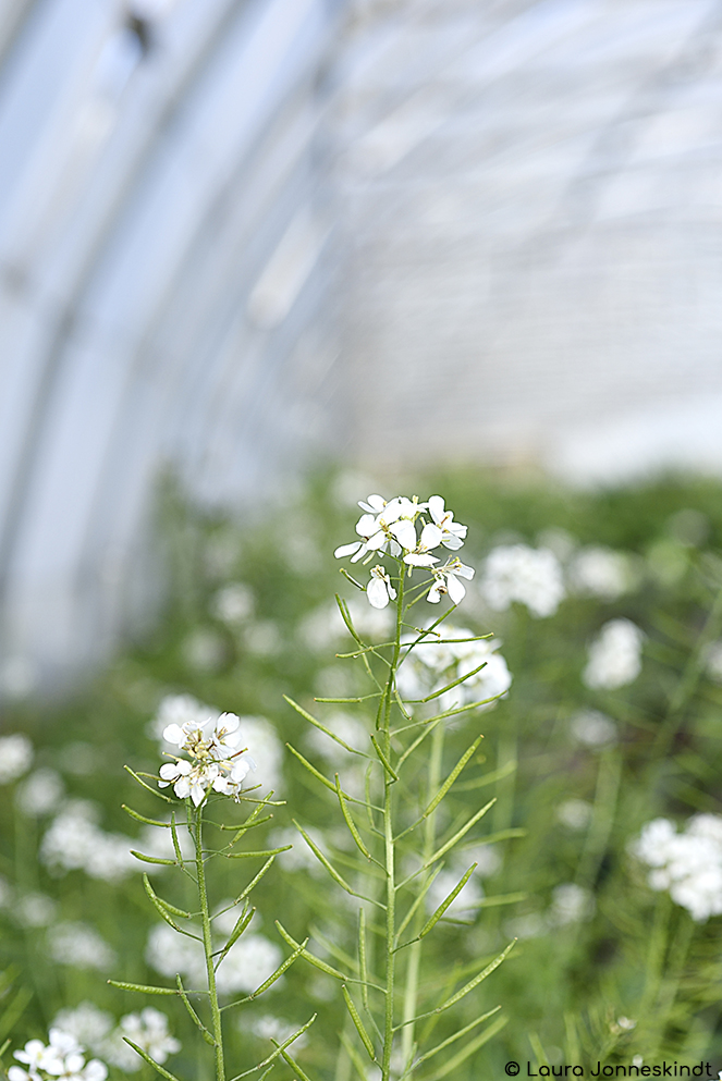 Biodiversité en fleur