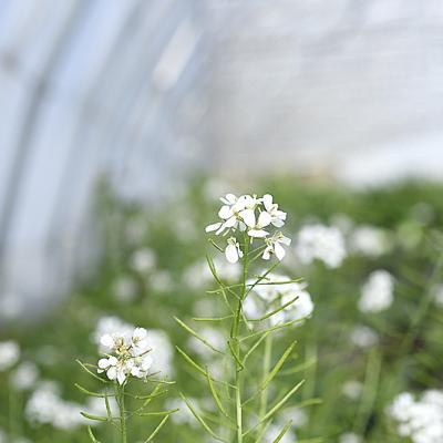 Biodiversité en fleur