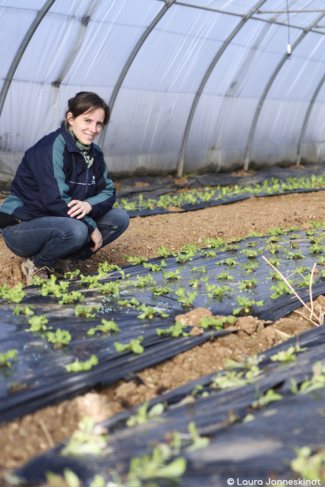 Jeune plantation de salades