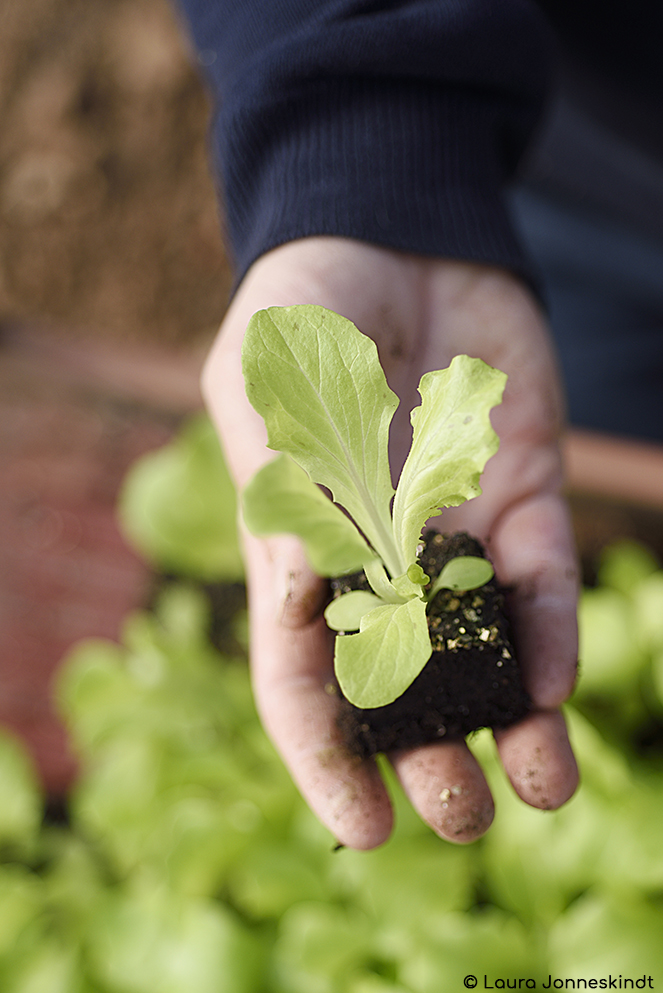 Plant de salade