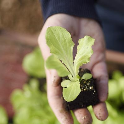 Plant de salade