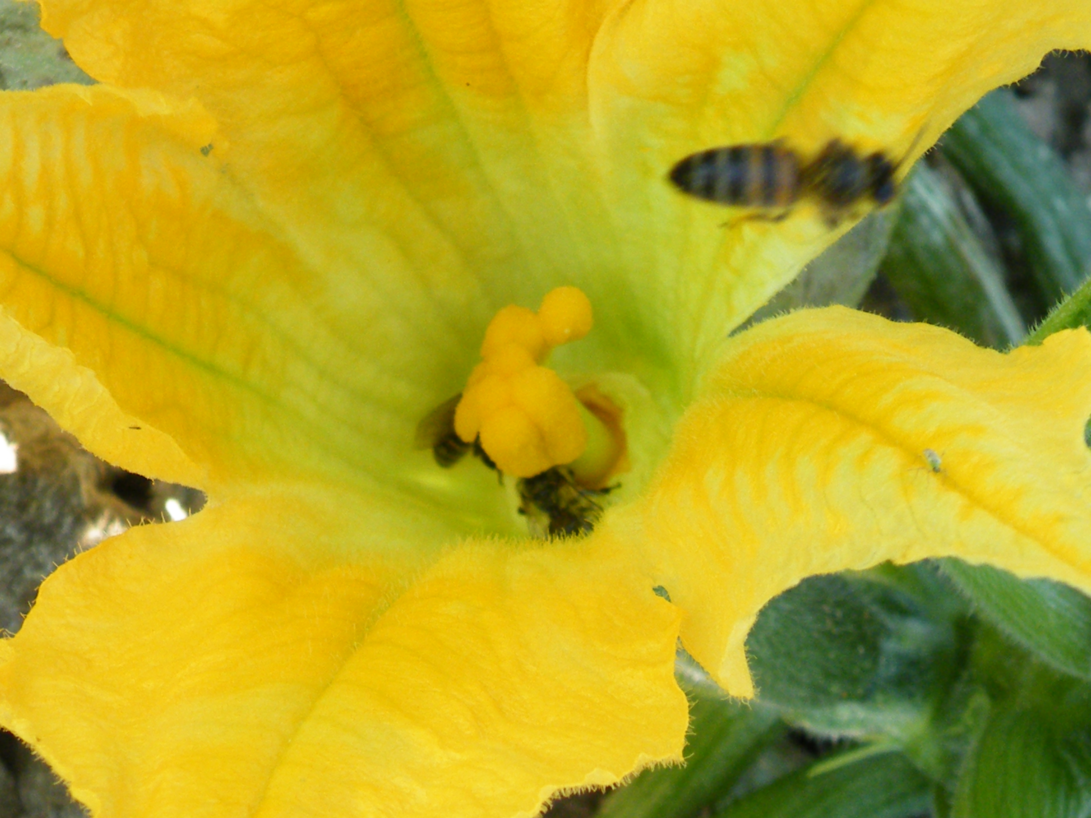 Pollinisation courgette