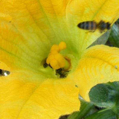 Pollinisation courgette